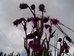 Senecio formosus