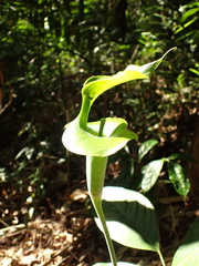 Arisaema petiolulatum