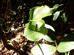 Arisaema petiolulatum