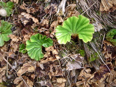 Gunnera magellanica