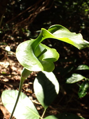 Arisaema petiolulatum