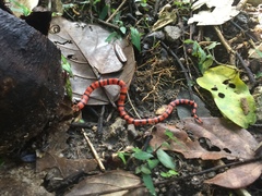 Micrurus nigrocinctus