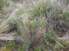 Valeriana microphylla