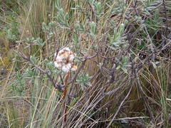 Linochilus rupestris