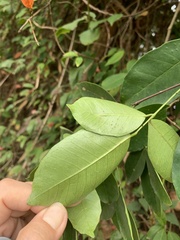 Zanthoxylum nitidum