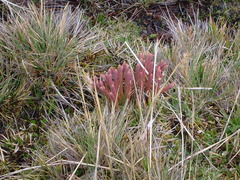 Phlegmariurus crassus