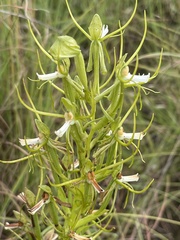 Habenaria clavata
