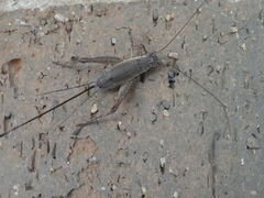 Eurepa marginipennis
