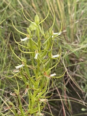 Habenaria clavata