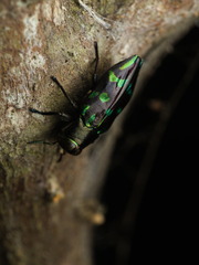 Chrysobothris