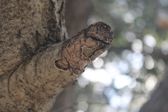 Peniophora malenconii