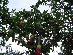 Brugmansia sanguinea