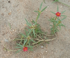 Portulaca kermesina