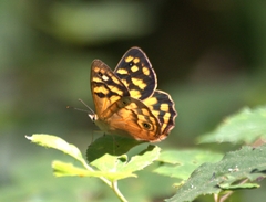 Heteronympha paradelpha