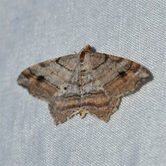 Macaria multilineata