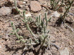 Cylindropuntia abyssi