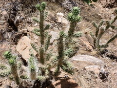 Cylindropuntia abyssi
