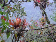 Tillandsia complanata