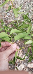 Jasminum calcareum