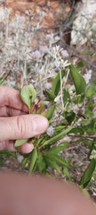 Jasminum calcareum