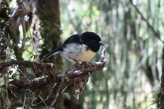 Petroica macrocephala macrocephala