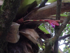 Tillandsia complanata