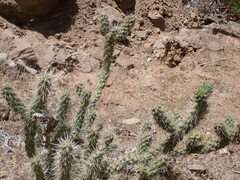 Cylindropuntia abyssi