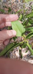 Jasminum calcareum