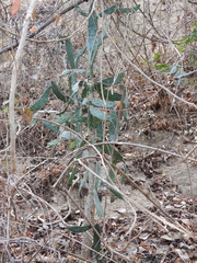 Opuntia karwinskiana