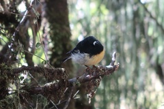 Petroica macrocephala macrocephala