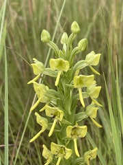 Habenaria epipactidea