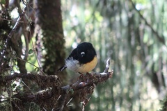 Petroica macrocephala macrocephala