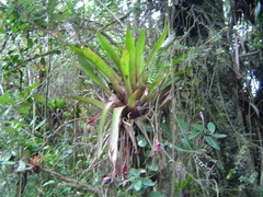 Tillandsia complanata