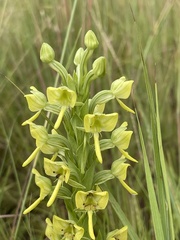 Habenaria epipactidea