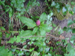 Phytolacca bogotensis