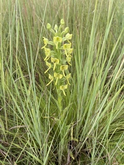 Habenaria epipactidea