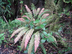Blechnum appendiculatum