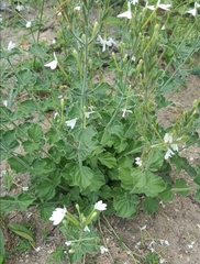 Rhinacanthus xerophilus