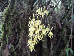 Cyrtochilum pardinum