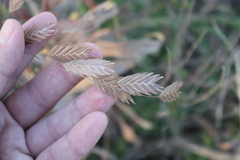 Chasmanthium latifolium