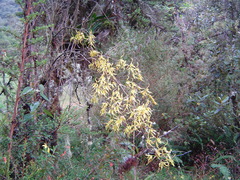 Cyrtochilum pardinum
