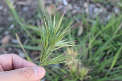 Bromus rubens