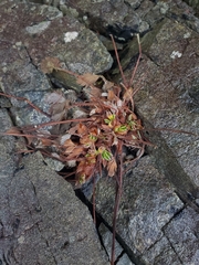 Potentilla villosa