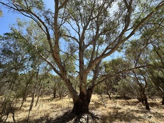 Eucalyptus camaldulensis × rudis