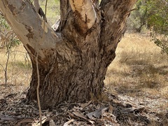 Eucalyptus camaldulensis × rudis