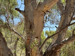 Eucalyptus camaldulensis × rudis