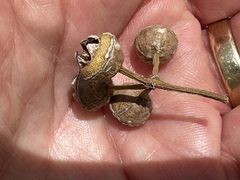 Eucalyptus camaldulensis × rudis