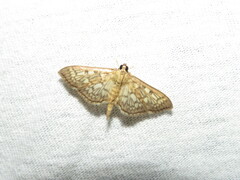 Herpetogramma thestealis
