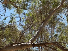 Eucalyptus camaldulensis × rudis