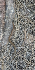 Pygopus lepidopodus